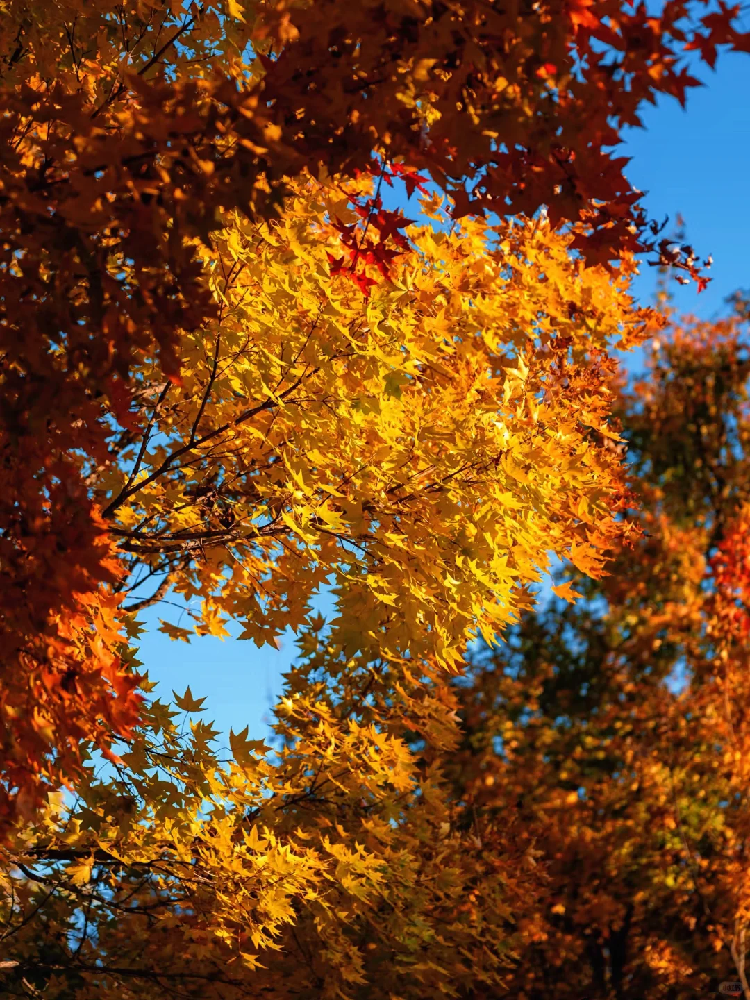 保定赏秋地图｜5个绝美打卡地