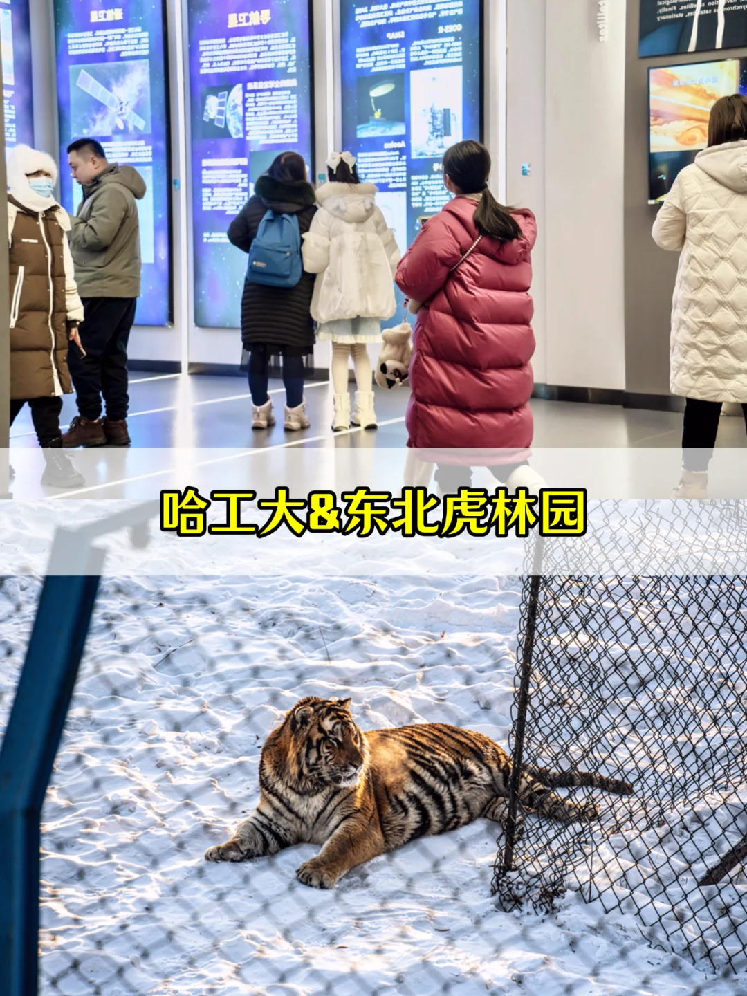 在国内!真不是芬兰!哈尔滨亲子游全攻略❄