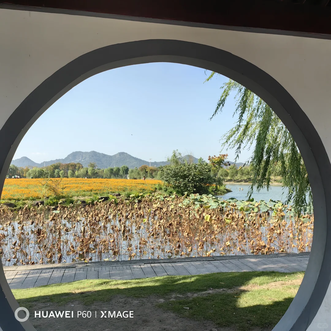 #湖南退休人深度玩杭州#撞进湘湖秋色里