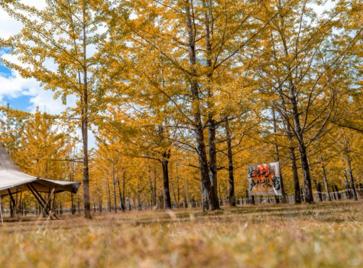 腾冲银杏季封神｜三善带你躺玩金秋童话镇✨
