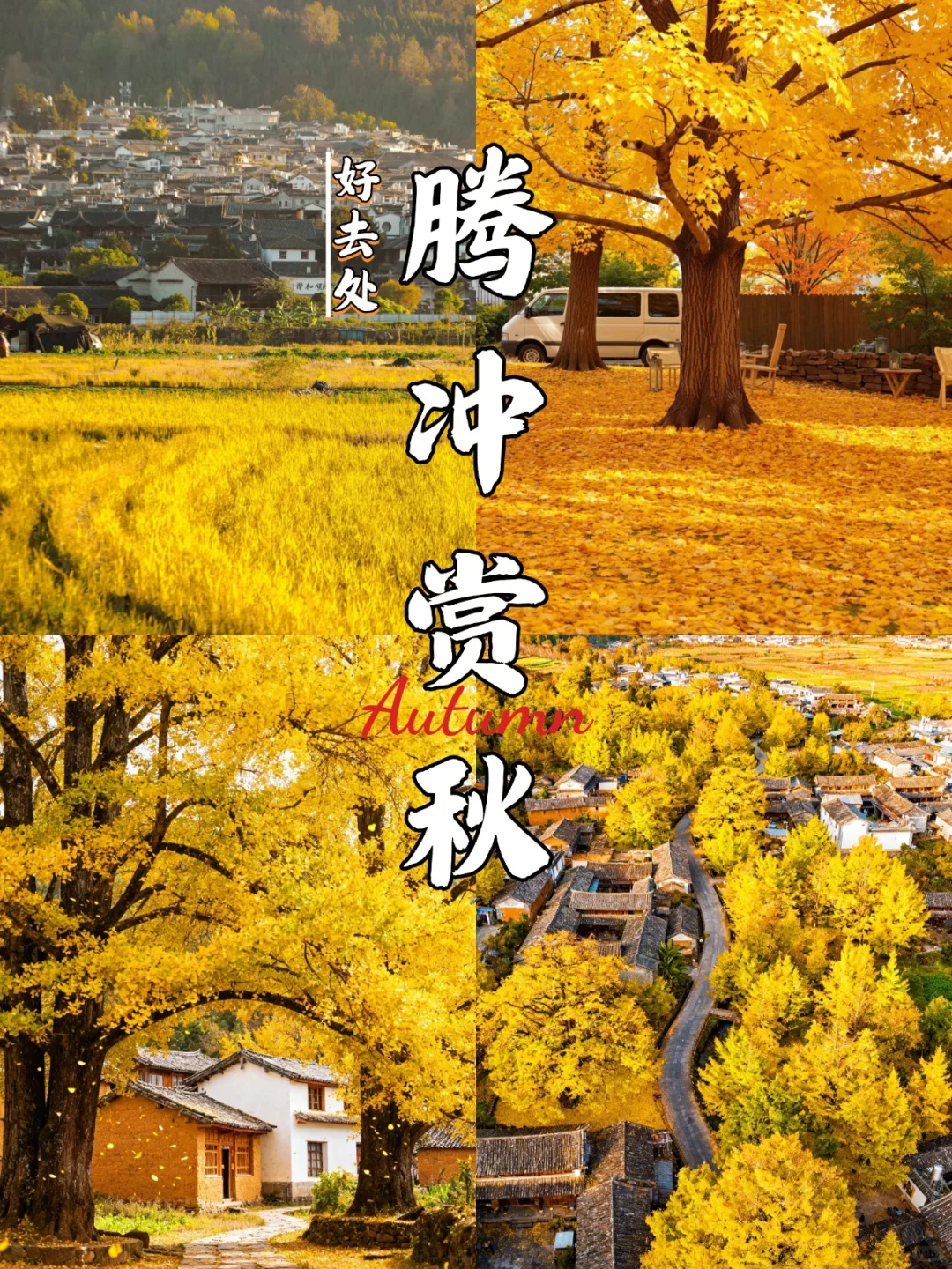 云南腾冲丨国内最美银杏古村,秋日童话世界