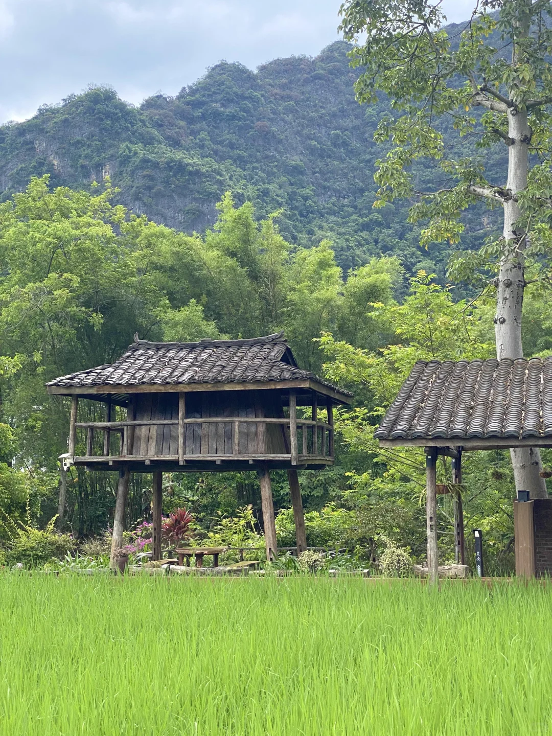 10-11月的崇左,真的和瑞士一样震撼!!! 真的