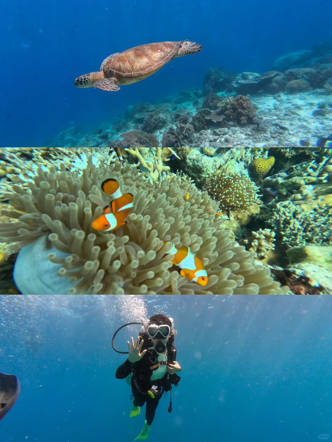 刚从亚庇、仙本那回来，真的劝退不了一点