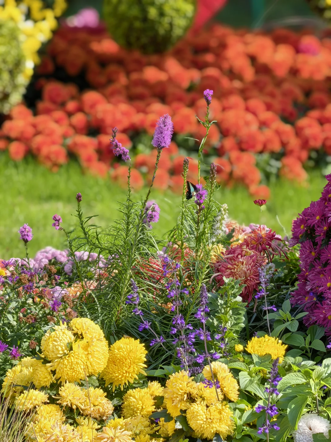 共青森林公园菊花展赏玩全攻略