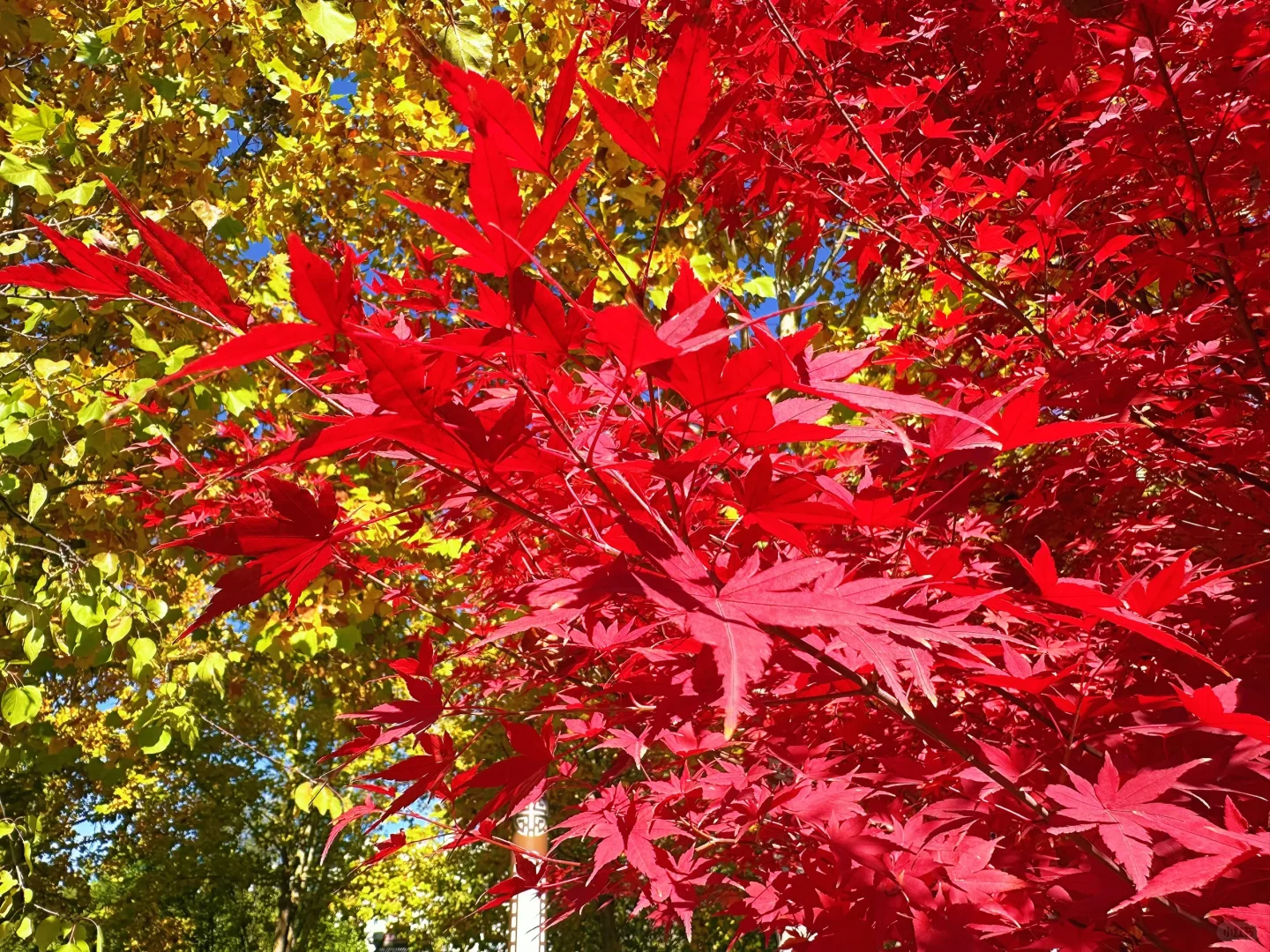 保定赏秋地图｜5个绝美打卡地