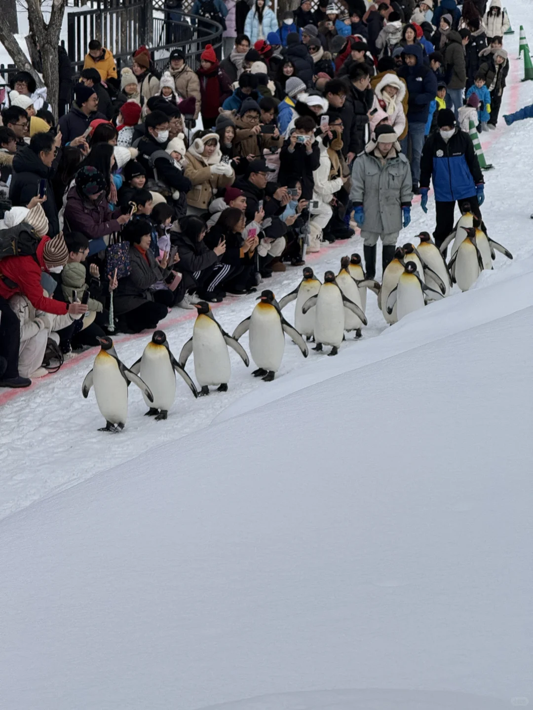 谁懂！！对自己的北海道攻略满意到睡不着！