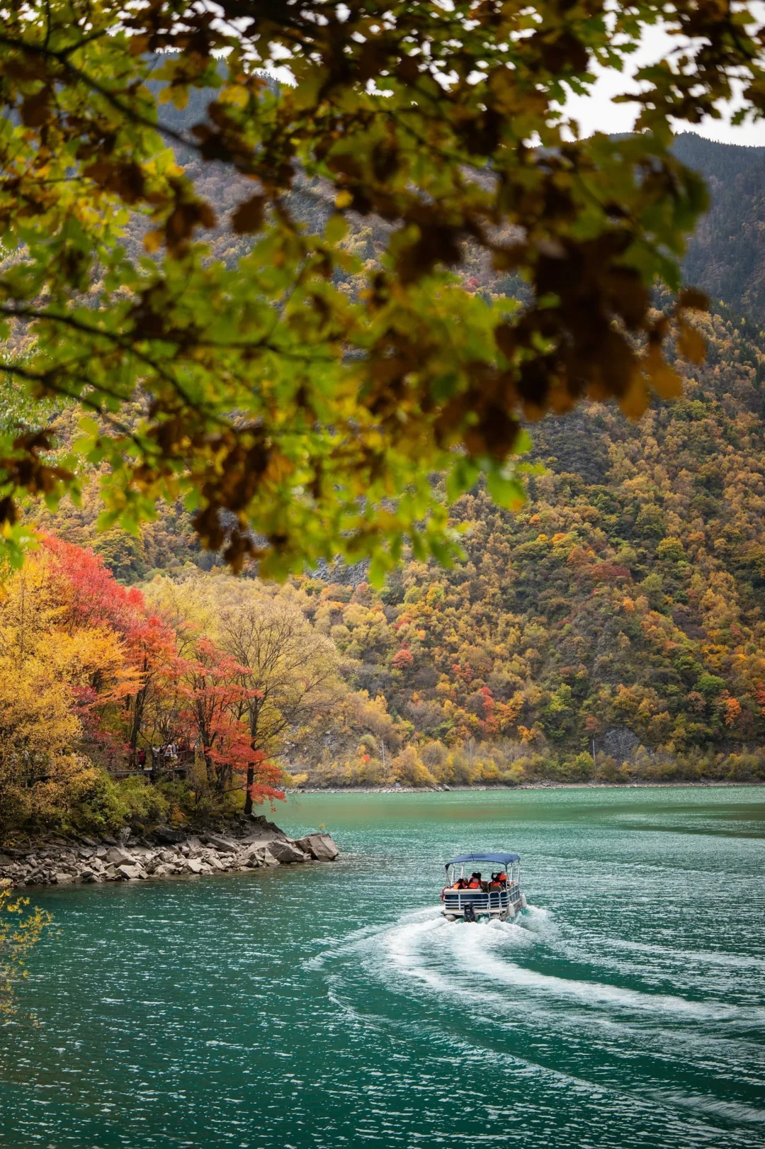 11月必冲❗️松坪沟彩林杀疯了🍂错过等一年
