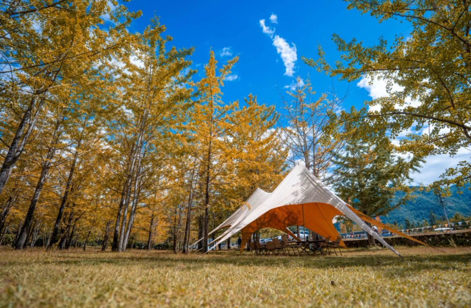 腾冲银杏季封神｜三善带你躺玩金秋童话镇✨