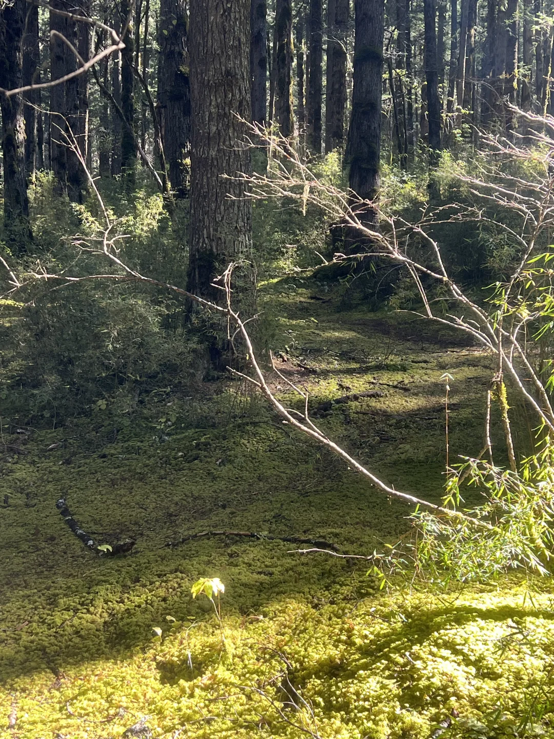 11.4九寨沟很美 但此生不会再去第二次🍂