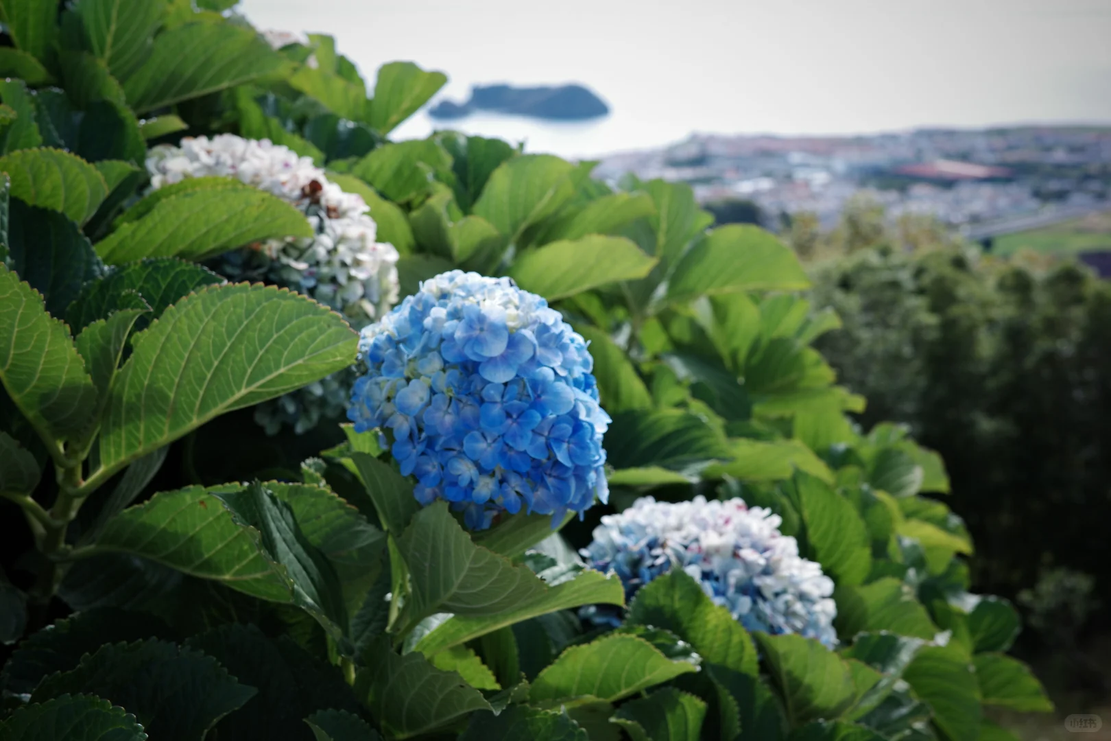 亚速尔群岛3日游｜大西洋的蓝色魔法我悟了🌊