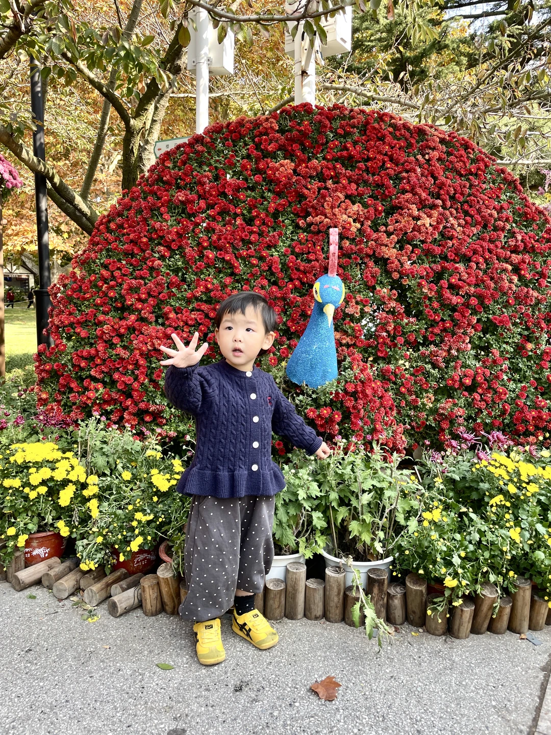 秋天的青岛 你简直美到犯规 带娃必冲