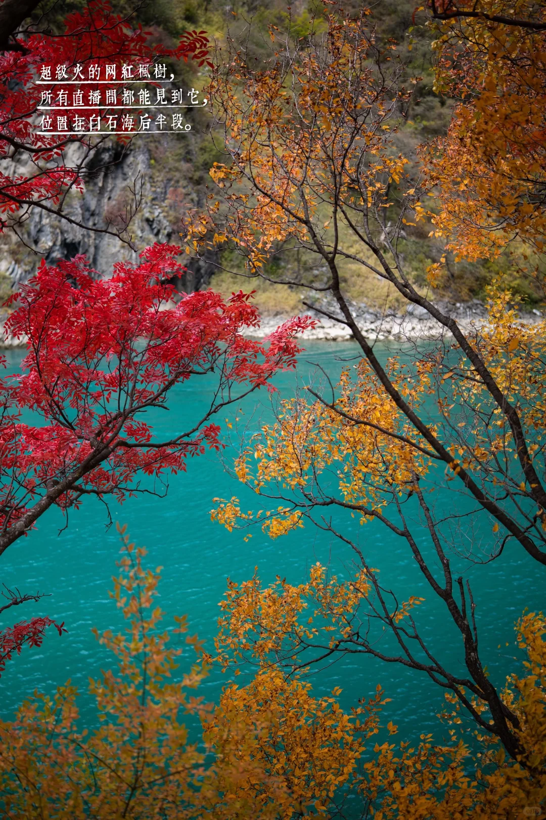 11月必冲❗️松坪沟彩林杀疯了🍂错过等一年