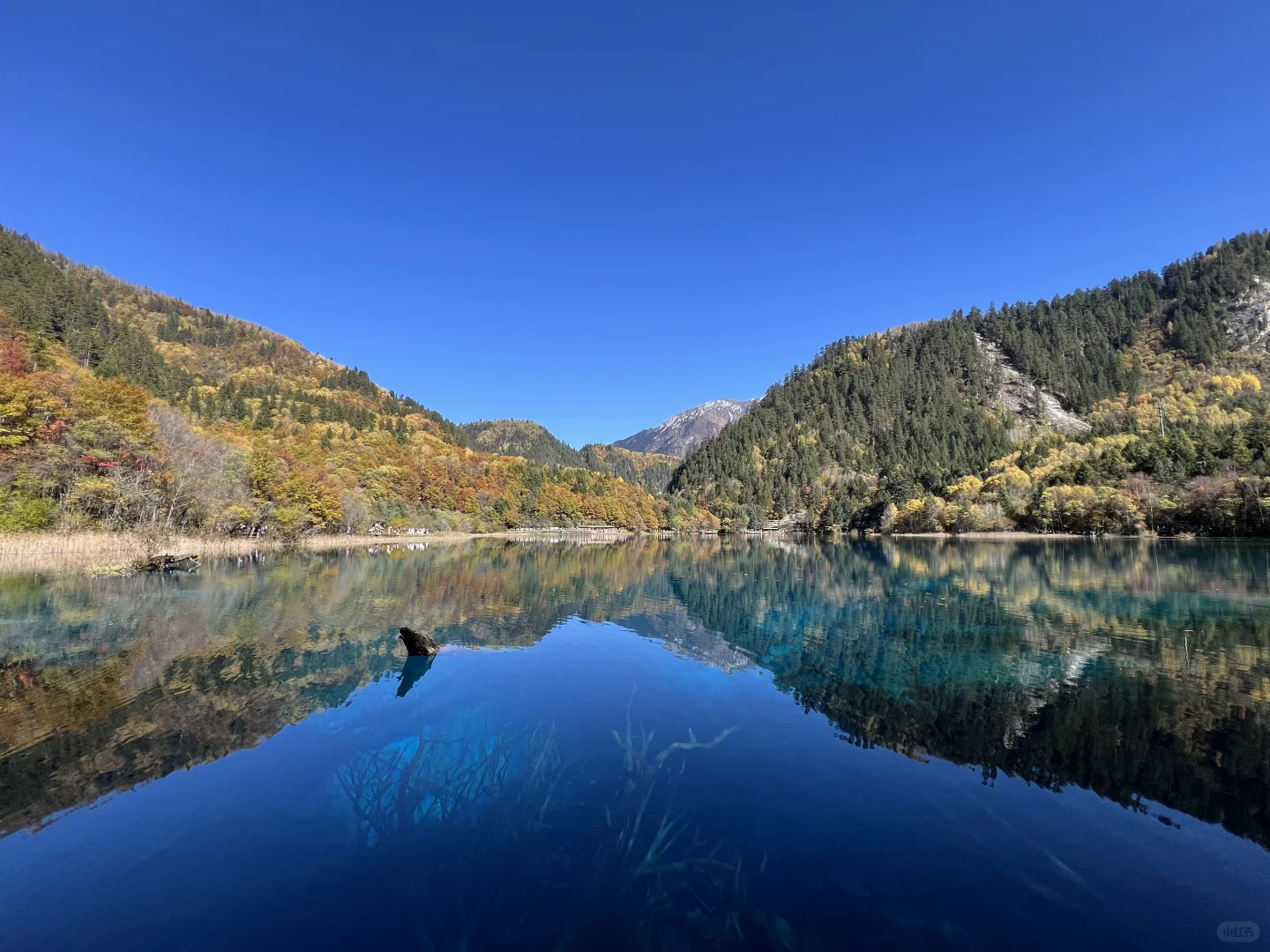 11.4九寨沟很美 但此生不会再去第二次🍂