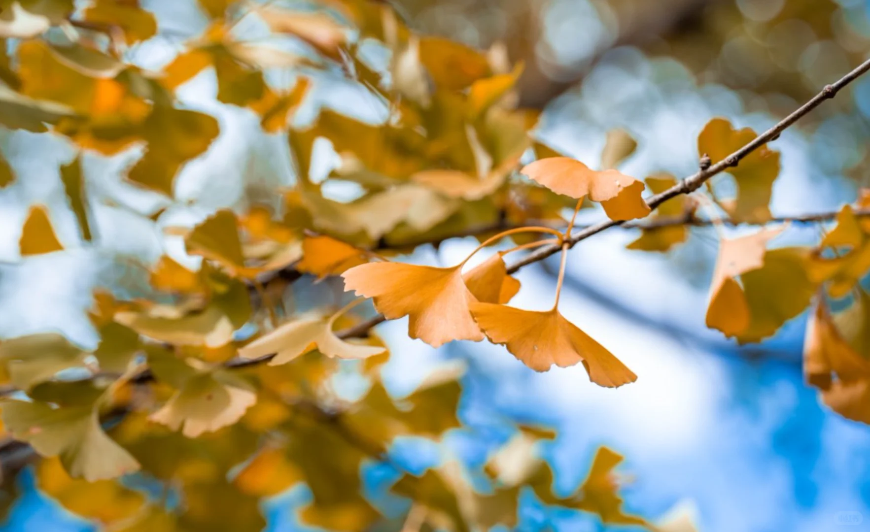腾冲银杏季封神｜三善带你躺玩金秋童话镇✨