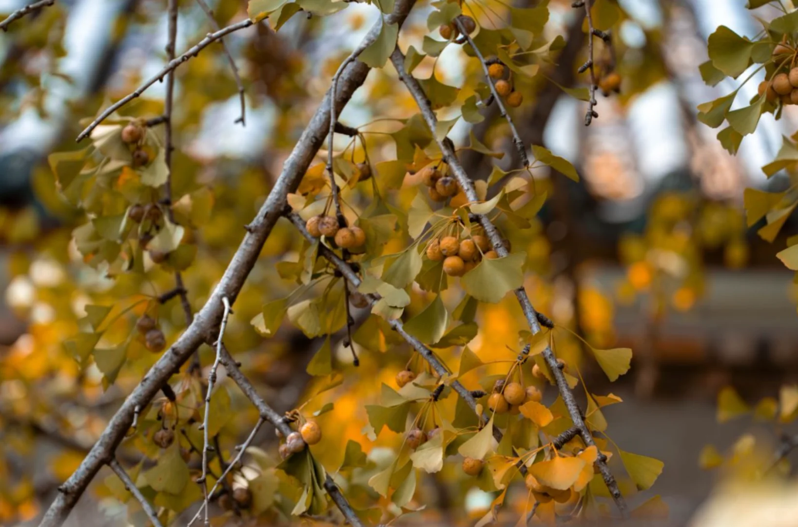 腾冲银杏季封神｜三善带你躺玩金秋童话镇✨