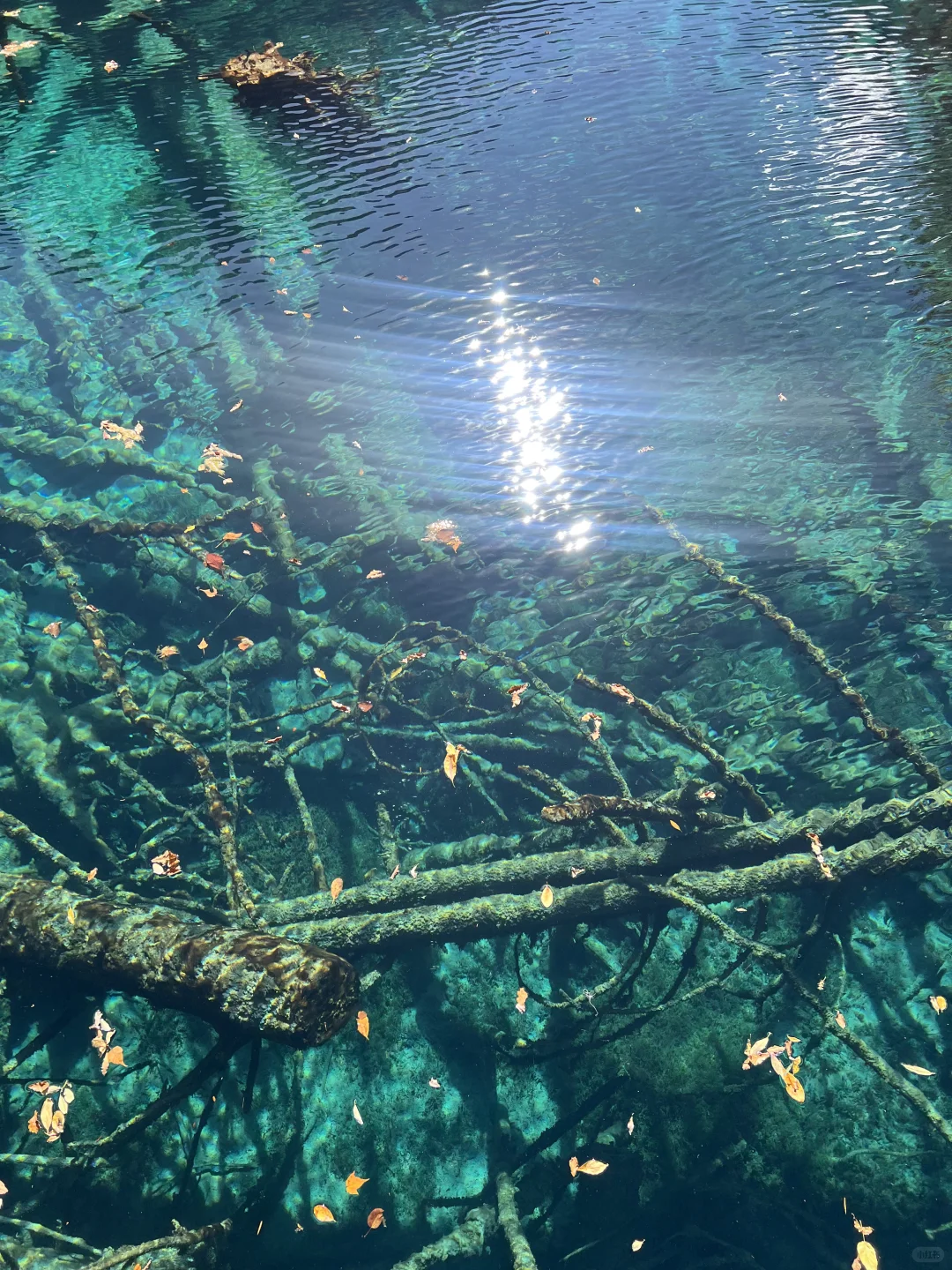 11.4九寨沟很美 但此生不会再去第二次🍂