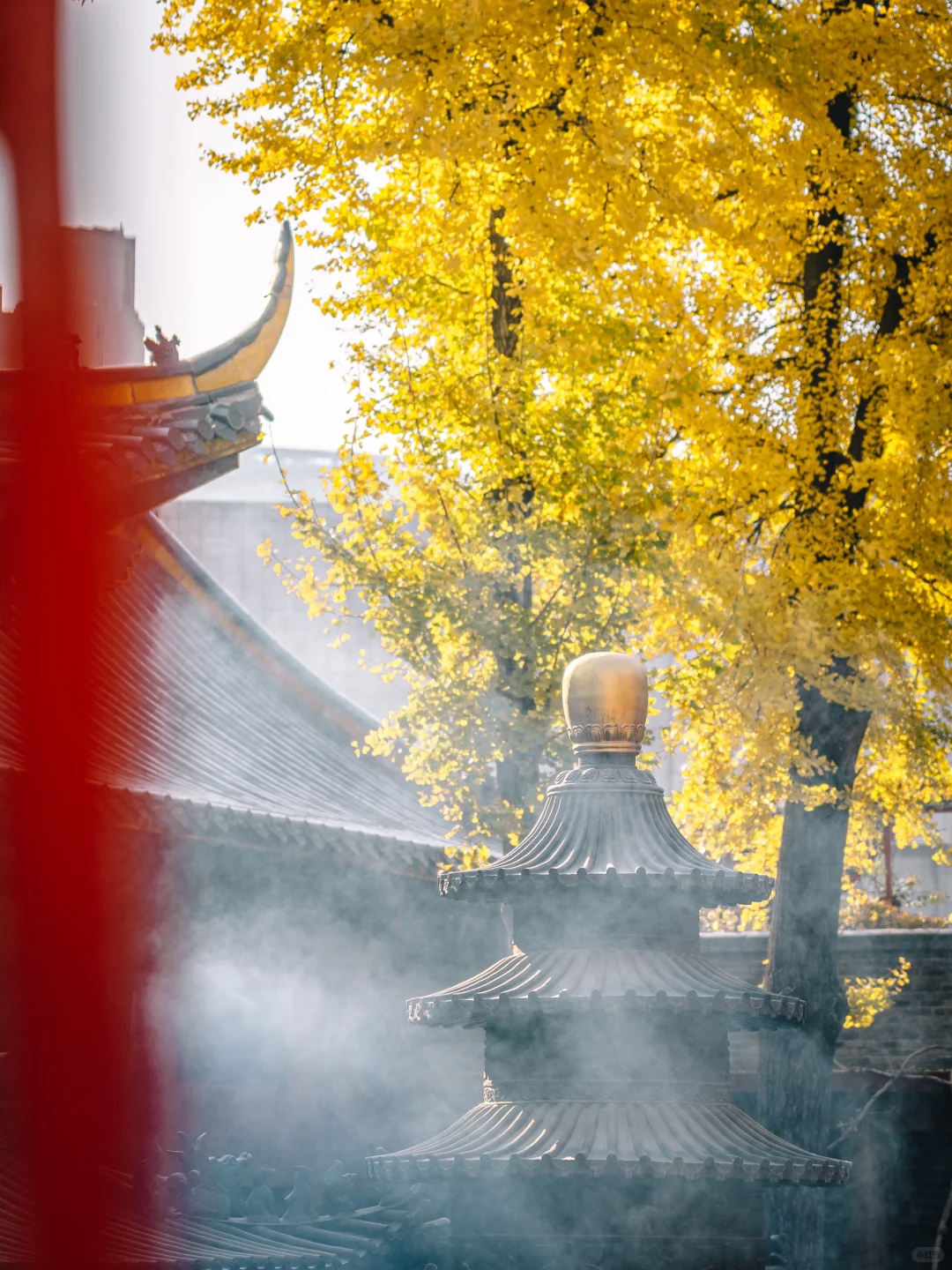 不出合肥，也能拍到很美的银杏景色！