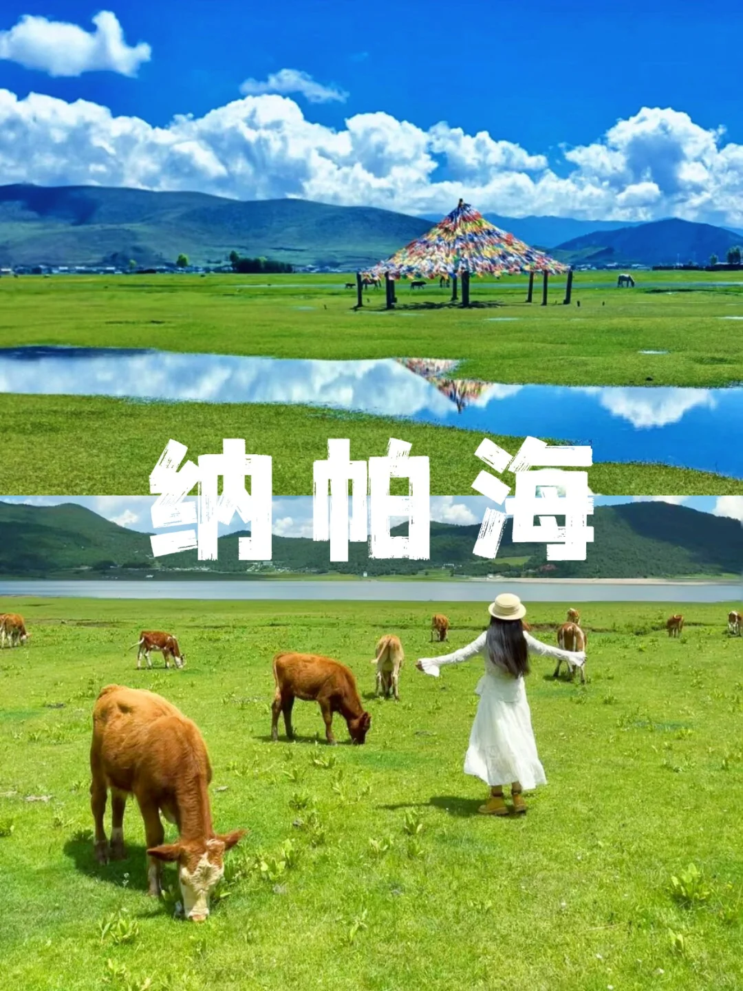 香格里拉网红打卡一日游‼️ 丽江往返78