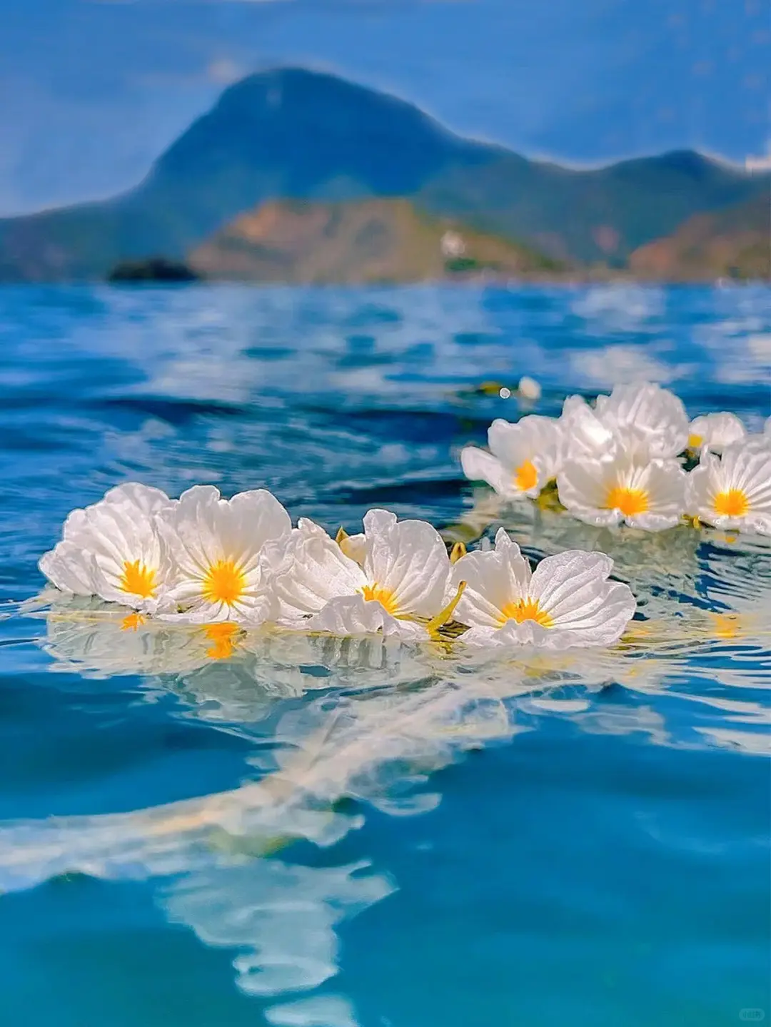 国庆来云南✅这份云南旅游攻略别错过❗码住