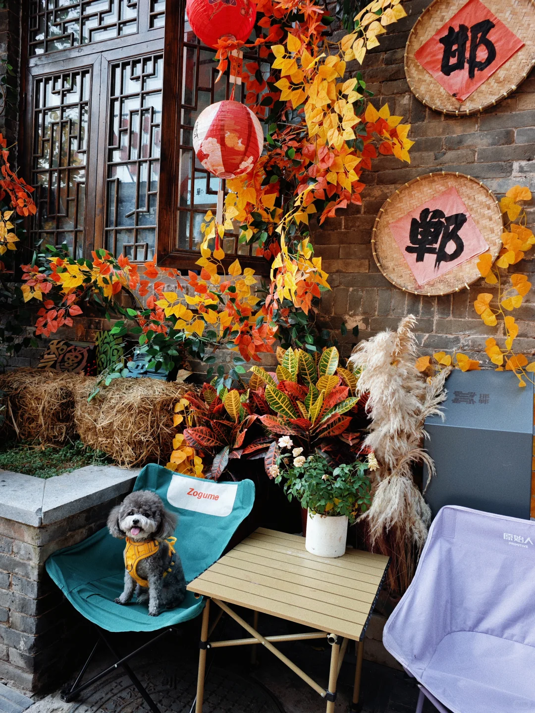 带狗🐶自驾邯郸 | citywalk的一天