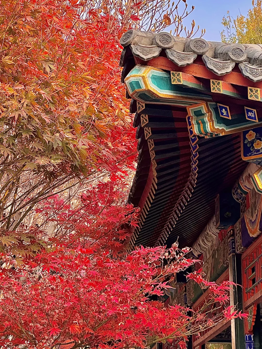 北京的秋还没结束!本周9️⃣个公园赏秋依然美