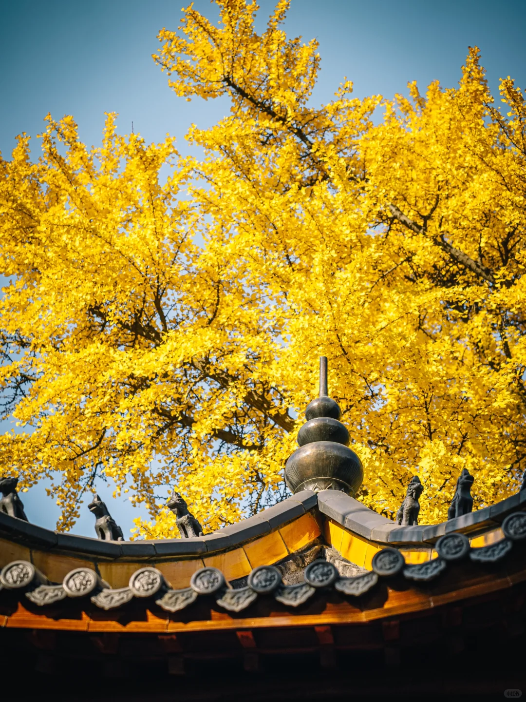 不出合肥，也能拍到很美的银杏景色！