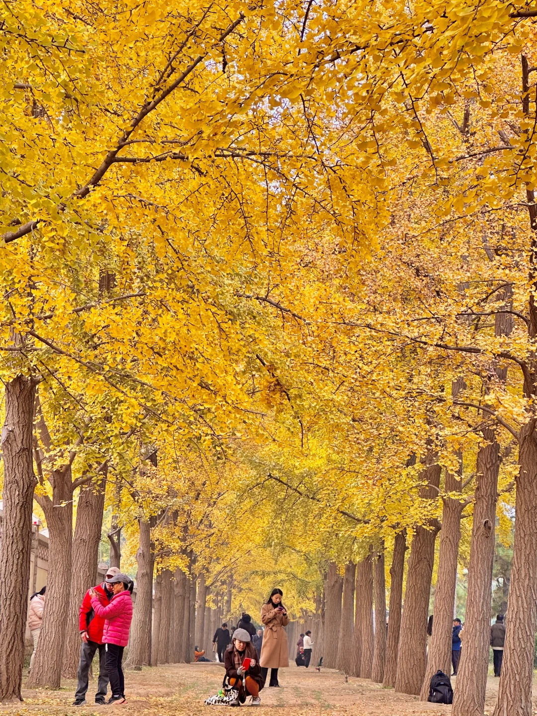 北京的秋还没结束!本周9️⃣个公园赏秋依然美
