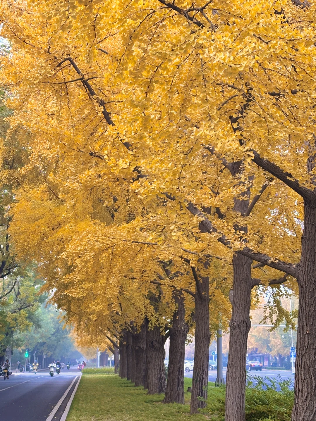 北京的秋还没结束!本周9️⃣个公园赏秋依然美