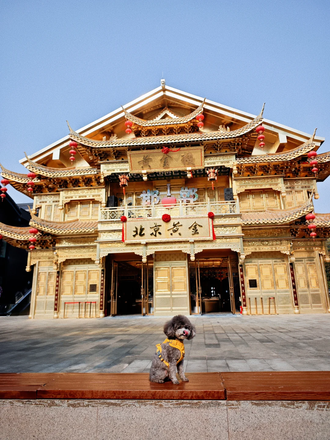 带狗🐶自驾邯郸 | citywalk的一天