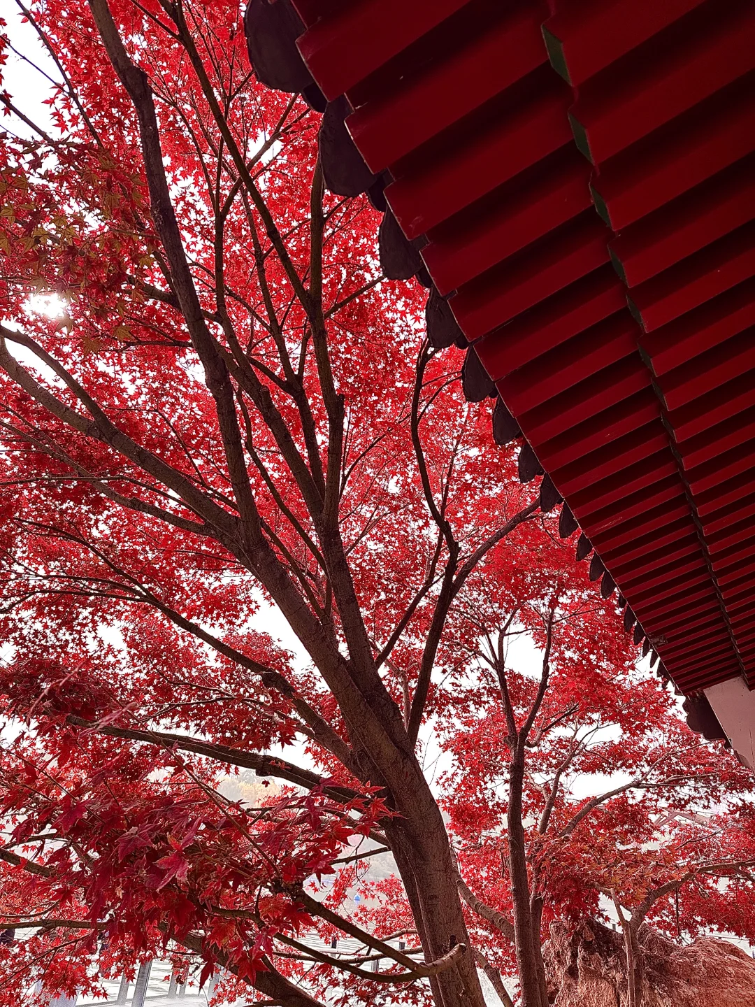 北京的秋还没结束!本周9️⃣个公园赏秋依然美