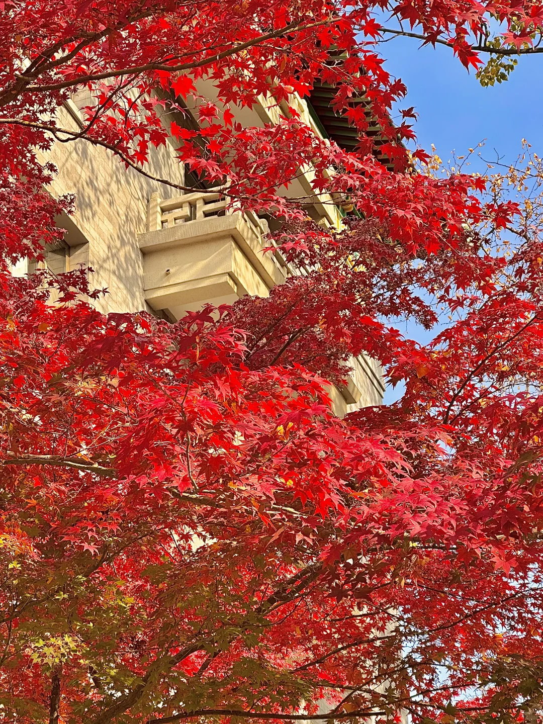 北京的秋还没结束!本周9️⃣个公园赏秋依然美