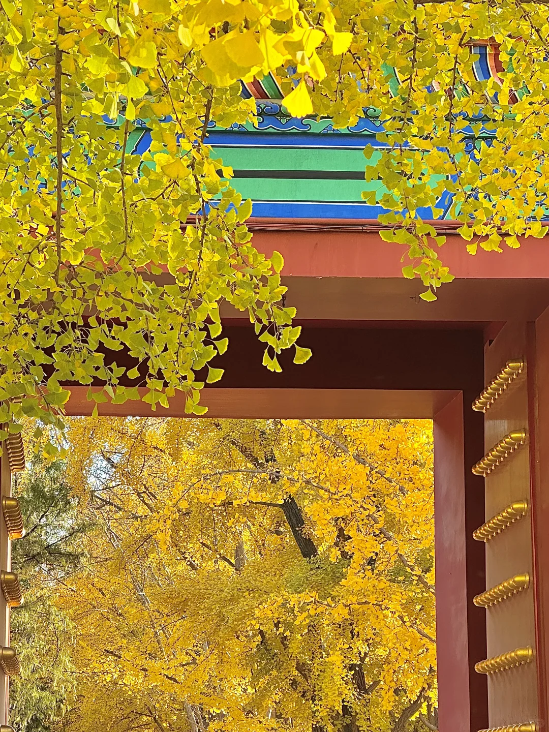 北京的秋还没结束!本周9️⃣个公园赏秋依然美