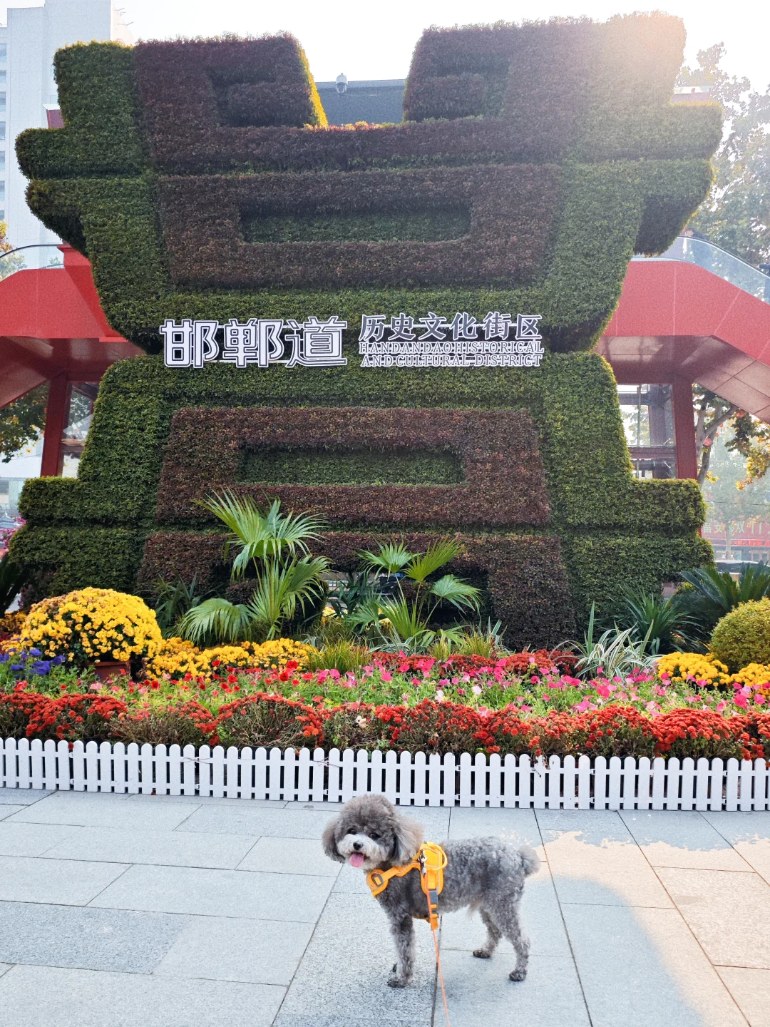 带狗🐶自驾邯郸 | citywalk的一天