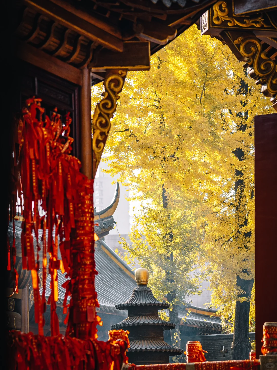 不出合肥，也能拍到很美的银杏景色！