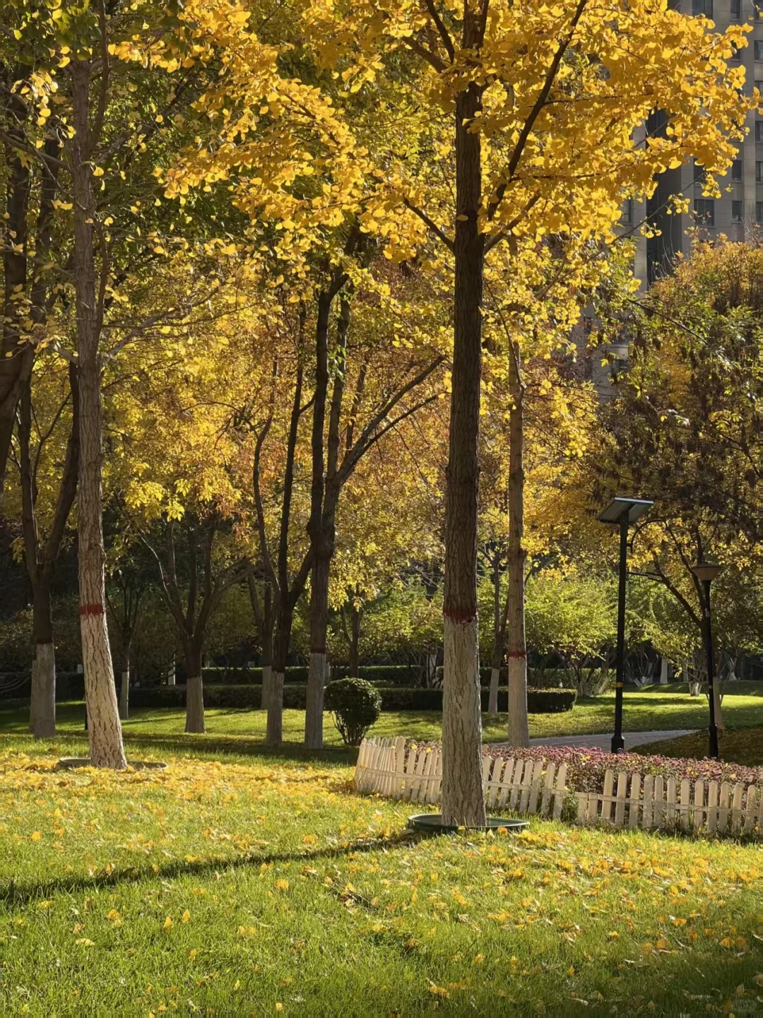 🍂邯郸秋日漫步