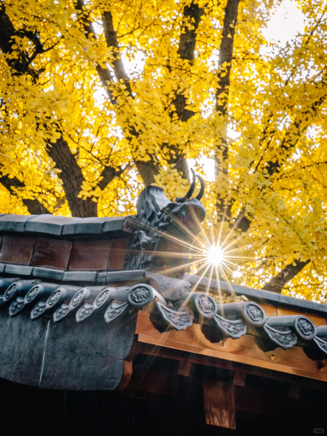 不出合肥，也能拍到很美的银杏景色！