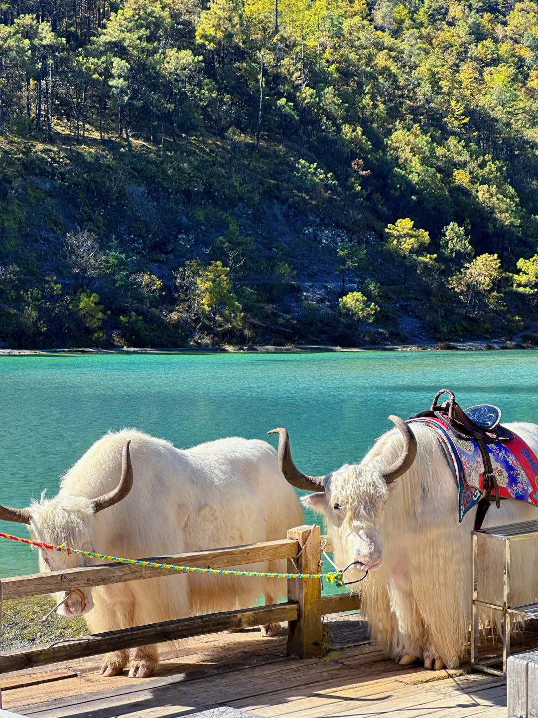 丽江玉龙雪山保姆级攻略|4人实测踩雷&省钱