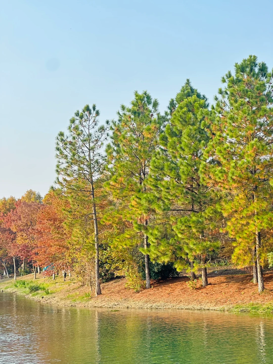 常州|新北水上森林公园