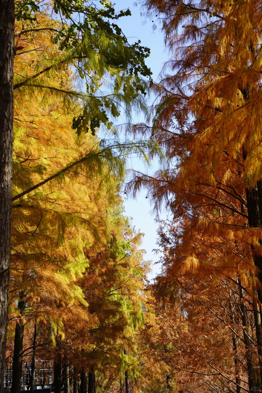 金华山踏秋全攻略🍂｜闯入“一山仙境”