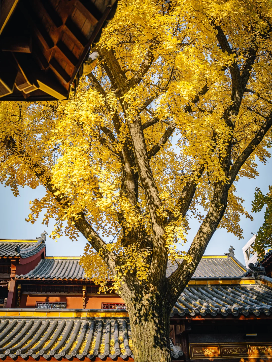 不出合肥，也能拍到很美的银杏景色！