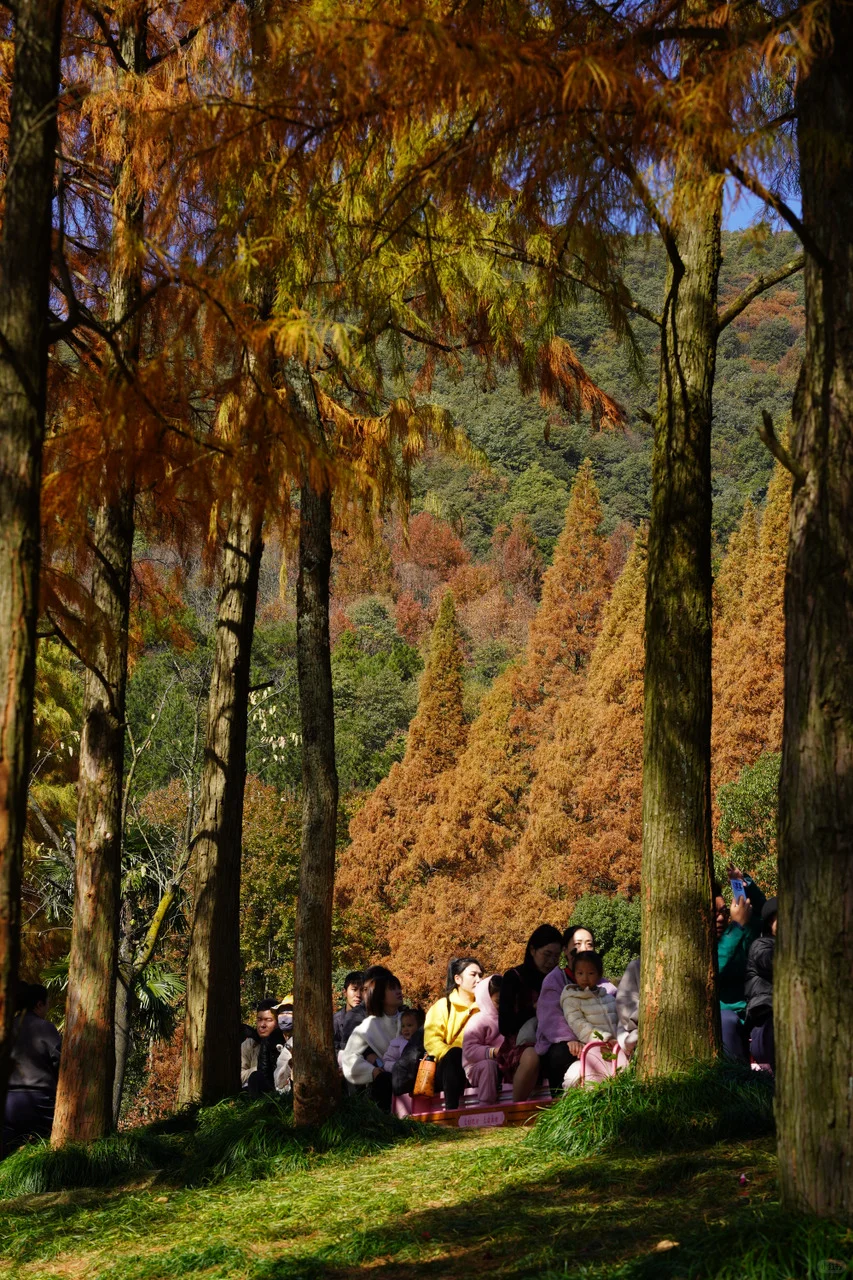 金华山踏秋全攻略🍂｜闯入“一山仙境”