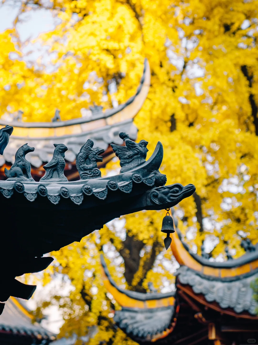 不出合肥，也能拍到很美的银杏景色！