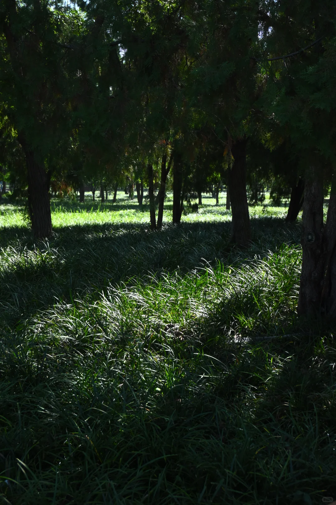邯郸赵苑 | 初秋风光