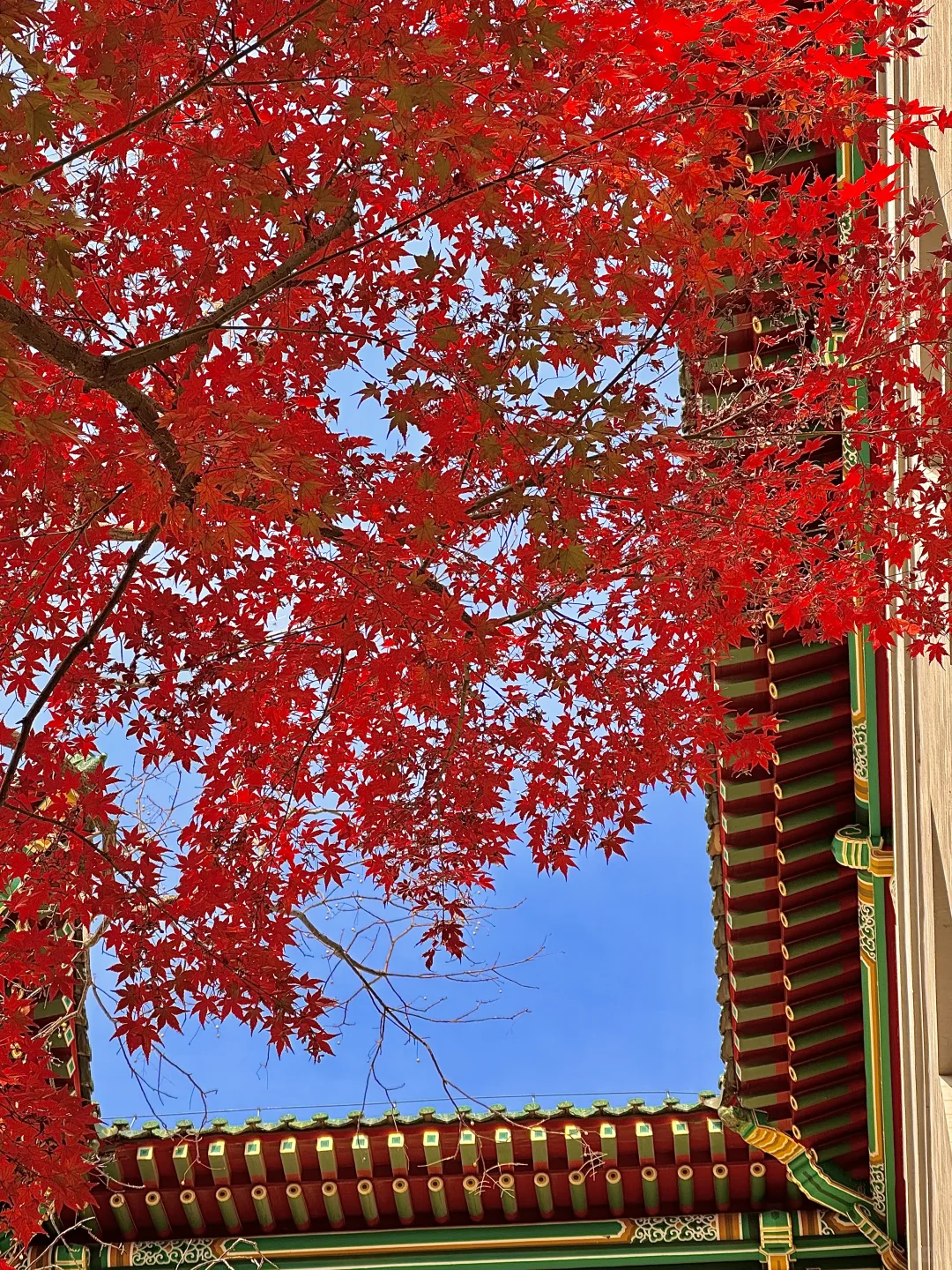 北京的秋还没结束!本周9️⃣个公园赏秋依然美