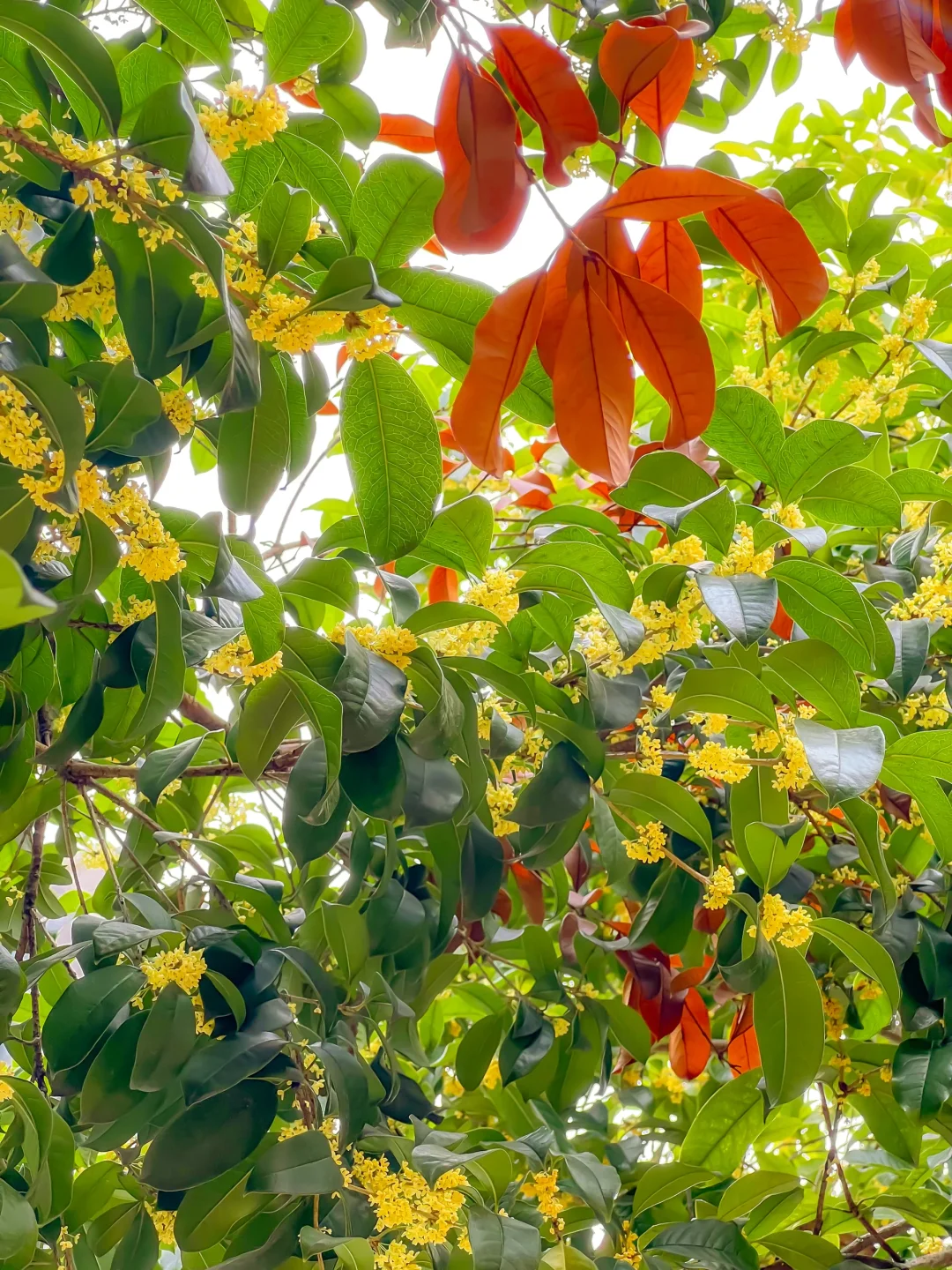 地铁直达的世外桃源,竟然99%南昌人没来过!