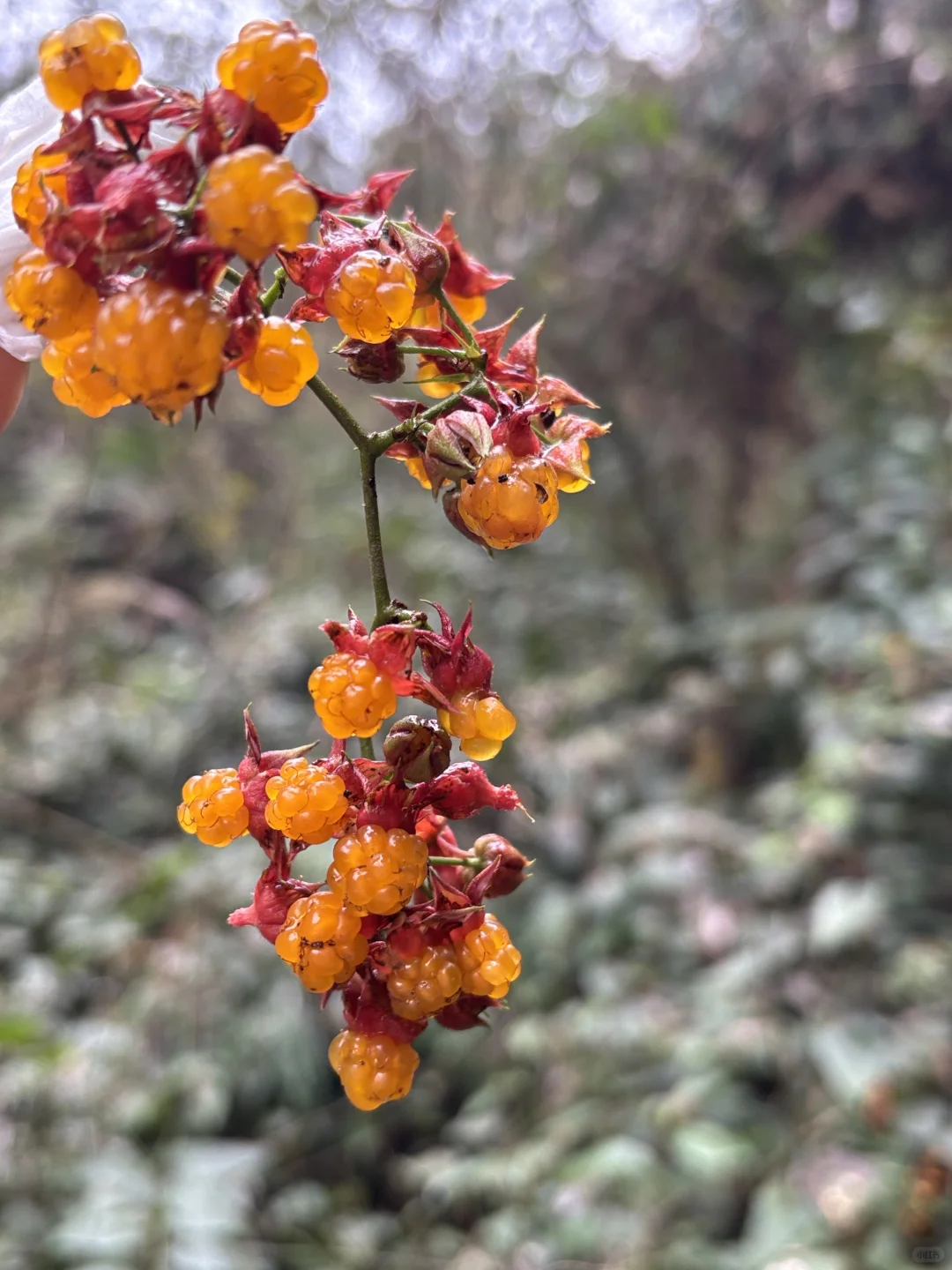 11.14号天台山｜没有胖萤萤也无所谓