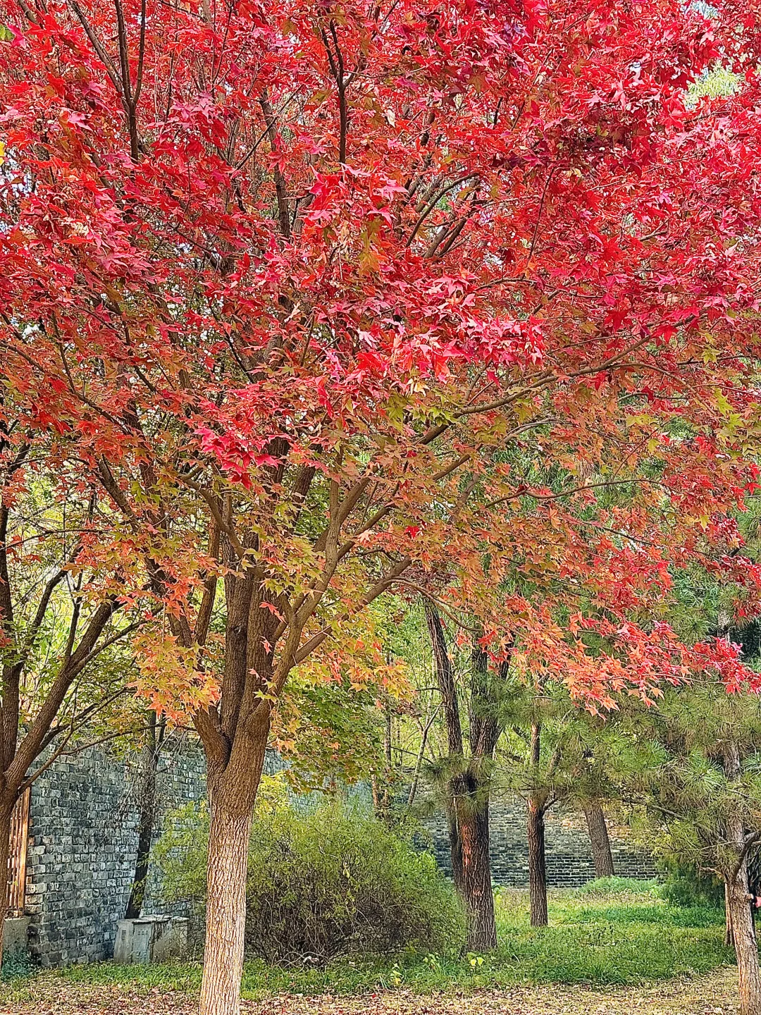 北京的秋还没结束!本周9️⃣个公园赏秋依然美