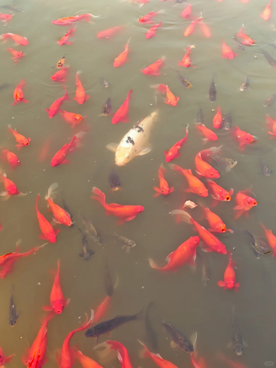 11.5实况❗天津古堡迎来了浪漫💞的时刻～
