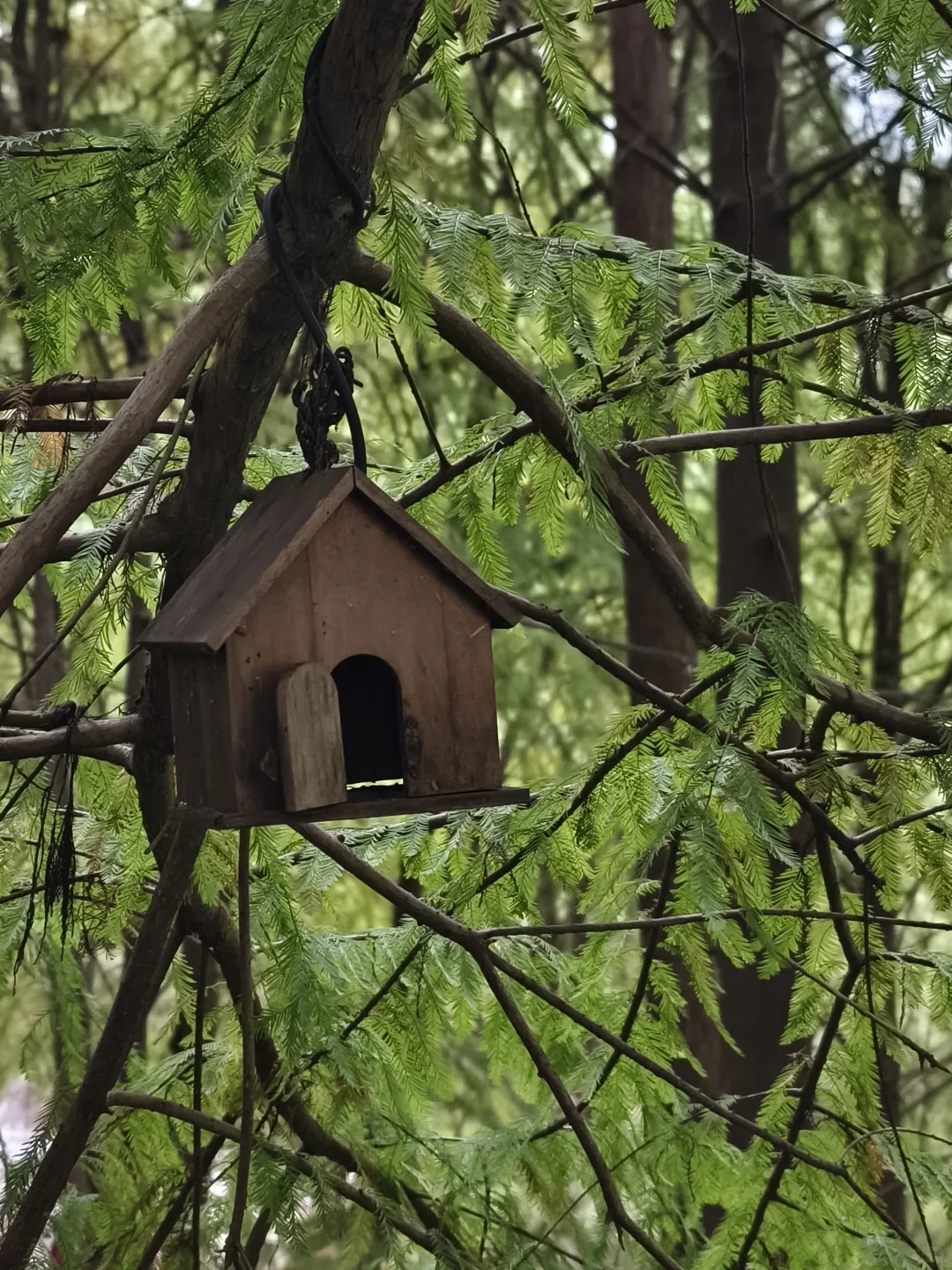杭州‖水中森林,小仙女们必打卡