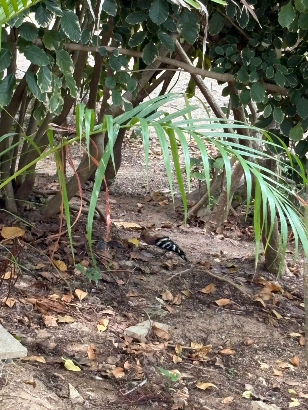 三亚|大小洞天值得一去